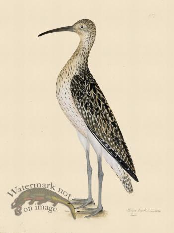 CURLEW . PL 207